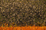 Common Starling (Sturnus vulgaris)