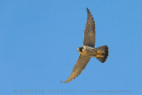 Peregrine (Falco peregrinus brookei)