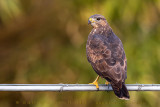 Common Buzzard (Buteo buteo)