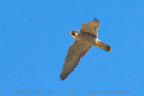 Peregrine (Falco peregrinus brookei)