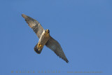 Peregrine (Falco peregrinus brookei)