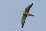 Amur Falcon (Falco dell'Amur)