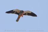 Amur Falcon (Falco amurensis)