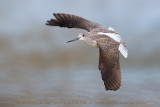 Greenshank (Tringa nebularia)