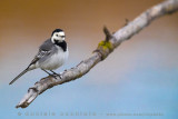 White Wagtail (Motacilla alba)