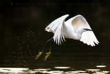 Litte Egret (Egretta garzetta)