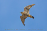 Peregrine (Falco peregrinus brookei)