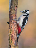 Great Spotted Woodpecker (Picchio rosso maggiore)