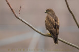 Common Buzzard (Buteo buteo)