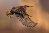 Common Starling (Sturnus vulgaris)