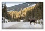 Moose, Maligne Lake, Jasper National Park