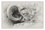Mountain Sheep, Jasper National Park