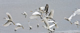 Ibis-with-Egrets.jpg