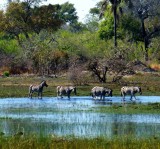 Okavanga Delta, Botswana 2013