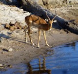 Male Impala by the Chobe River