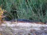 Crocodile on Zambian Side of the Zambezi River