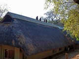 Baboons on the Roof of Skukuza Lodge