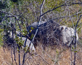 Rhinoceros in the Bush