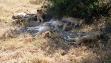 Pride of Lions Resting
