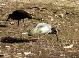 Hadeda Ibis