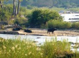 Cape Bufflao on the Sabie River