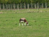 Blesbok Antelope on Farm