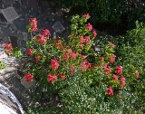 Poinsettia at Castillo de la Fortaleza