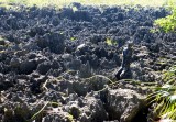 1a2m - Limestone Formation in Hell, Grand Cayman.jpg