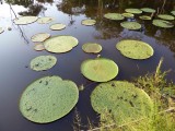 Amazonian Giant Water Lilies