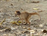 Baby Monkey