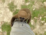 This Monkey Kept Crawling Up Bills Leg to His Shoulders