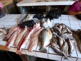 Fish at Mazan Market