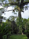 The Great Ceiba Tree