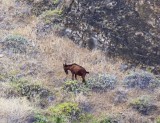Red Goat on Punta Pitt