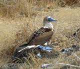 Adult Blue-footed Boobie