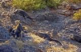 A Slaughter of Land Iguanas on South Plaza Island