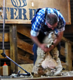 Sheep Shearing Demonstration