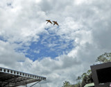 Macaws flying in formation above the Crocoseum