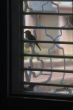 Window And Sparrows