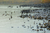 DSC_3107ab.jpg