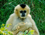 White Cheeked Gibbon.jpg