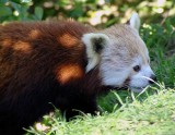 Red  Panda 3.@ Wellington