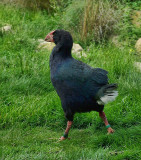 Takahe tail feather display  