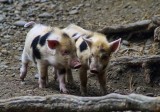 Auckland Island piglets.jpg