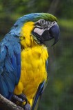 Blue  Gold Macaw.jpg