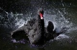 Black Swan bath time.jpg