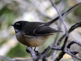 Fantail 2.jpg