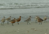 Bar Tailed Godwits.jpg
