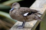 Friendly Grey Teal.jpg