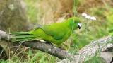 Antipodes Island Parakeet on large branch.jpg